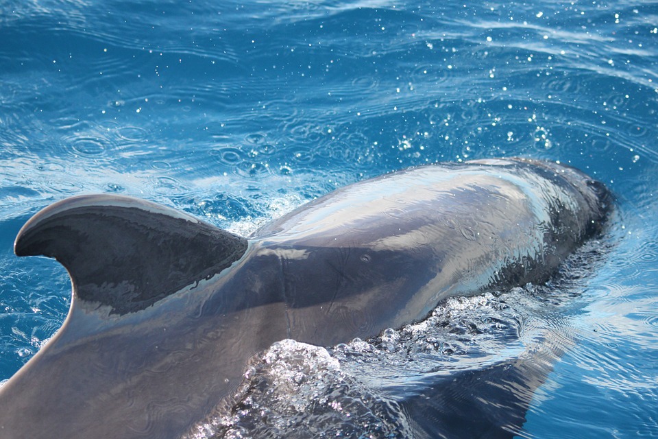 Delfiner Teneriffa